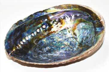 6"- 7" Abalone Shell incense burner (A quality)